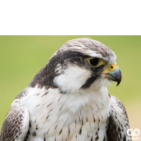 گونه شاهین بلوچی Laggar Falcon